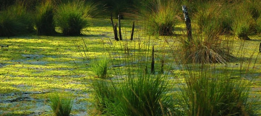 Цинізм вищої проби: World Aquatics повертає агресорів у світові басейни з прапорами та гімнами